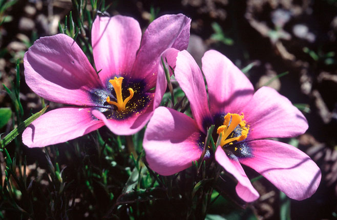 Moraea barnardiella