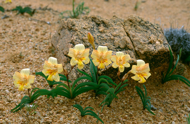 Tritonia karooica