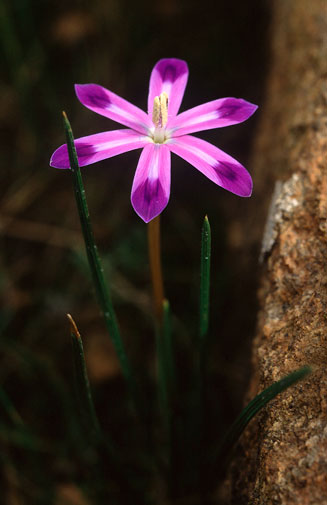 Romulea hantamensis