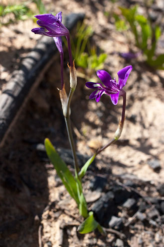 Sparaxis metelerkampiae 