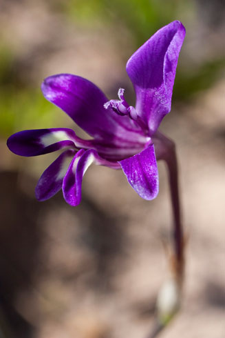 Sparaxis metelerkampiae 