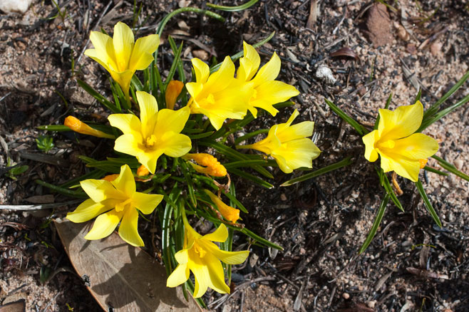 Moraea fugacissima