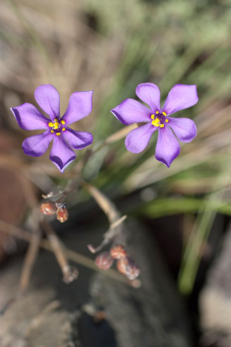 Moraea crispa