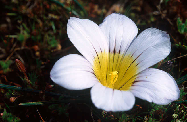 Romulea atrandra