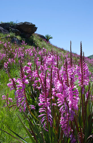 Watsonia confusa 