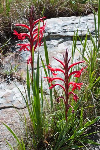 Watsonia gladioloides