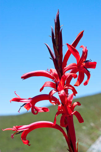 Watsonia gladioloides
