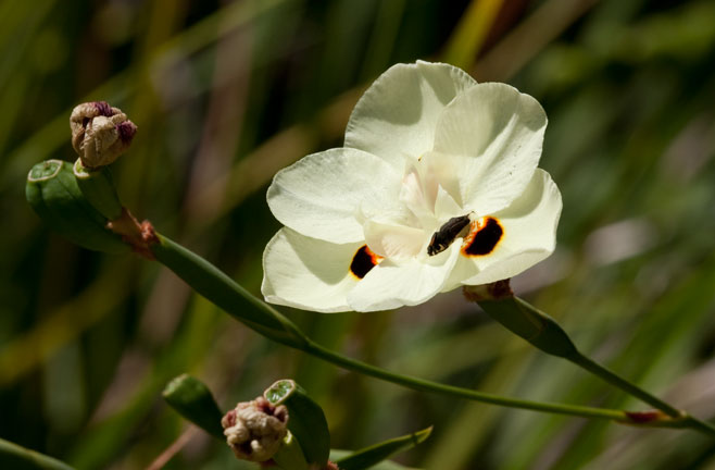 Dietes bicolor 