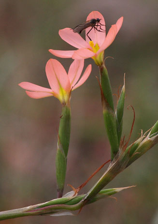 Moraea bifida