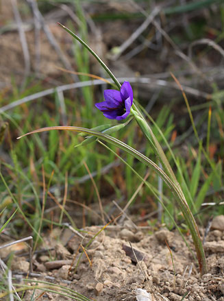 Geissorhiza splendidissima 