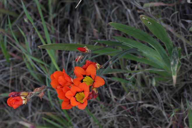 Sparaxis tricolor 