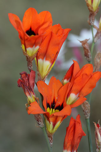 Sparaxis tricolor 