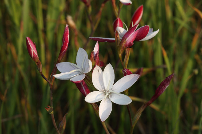 Hesperantha cucullata