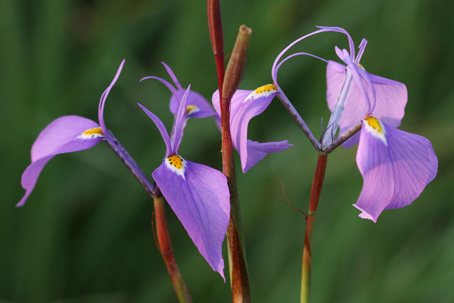 Moraea tripetala