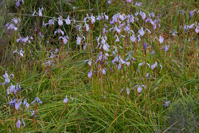 Moraea tripetala