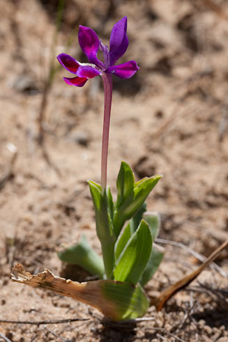 Lapeirousia jacquinii 