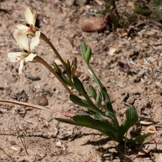 Lapeirousia fabricii 