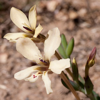 Lapeirousia fabricii 