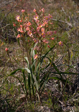 Moraea bifida
