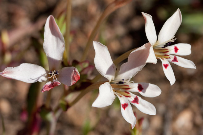 Lapeirousia fabricii 