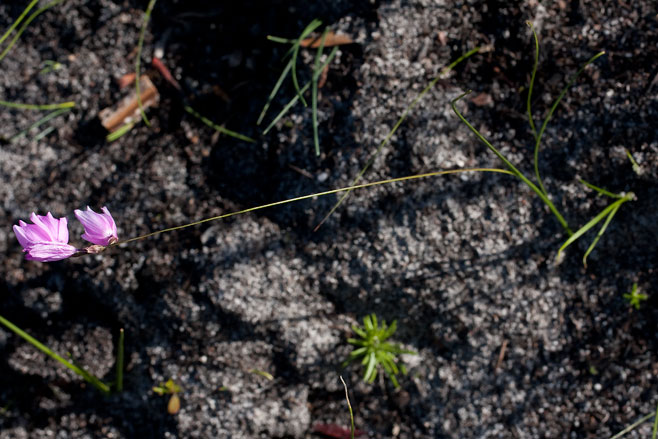 Ixia micrandra 