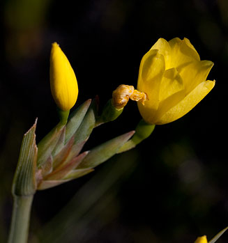 Bobartia gladiata