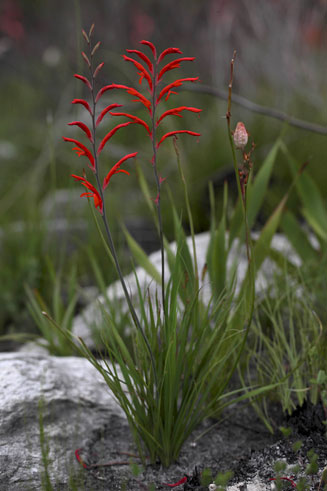 Tritoniopsis caffra
