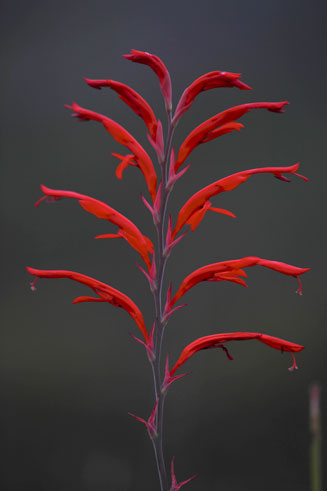 Tritoniopsis caffra