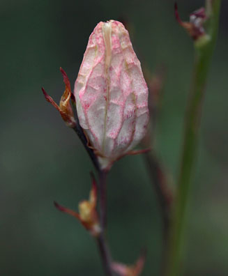 Tritoniopsis caffra