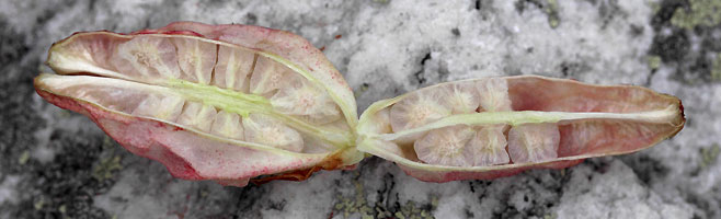 Tritoniopsis caffra