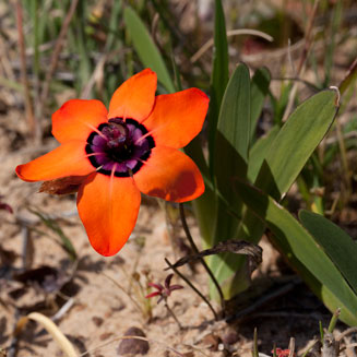 Sparaxis elegans