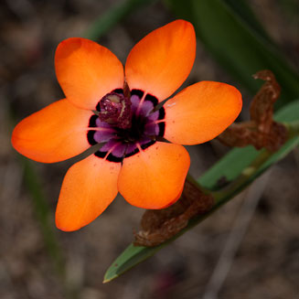 Sparaxis elegans
