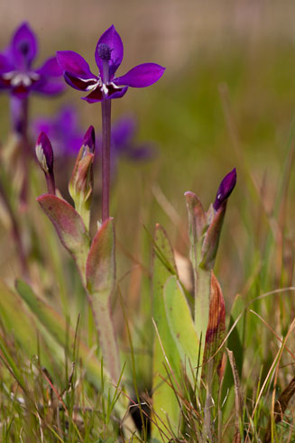 Lapeirousia jacquinii 