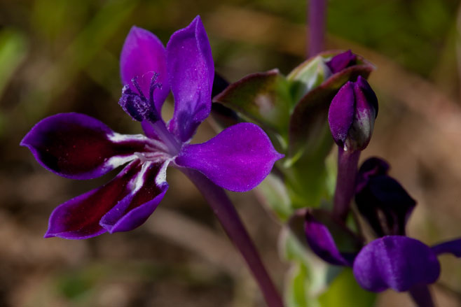 Lapeirousia jacquinii 