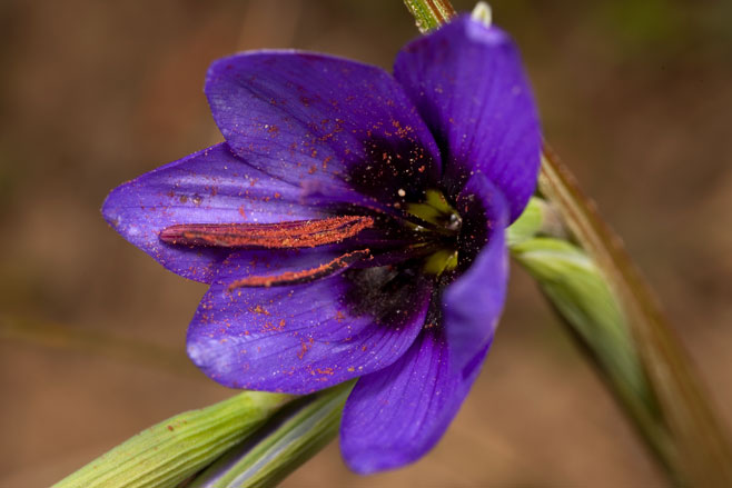 Geissorhiza splendidissima 