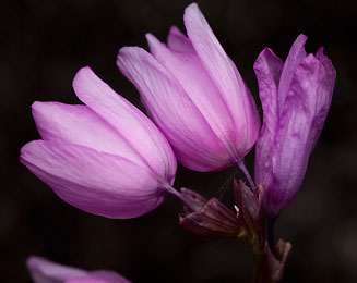 Ixia micrandra 