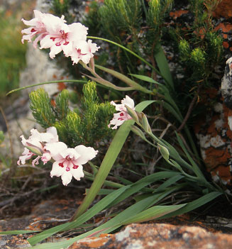 Gladiolus carneus 