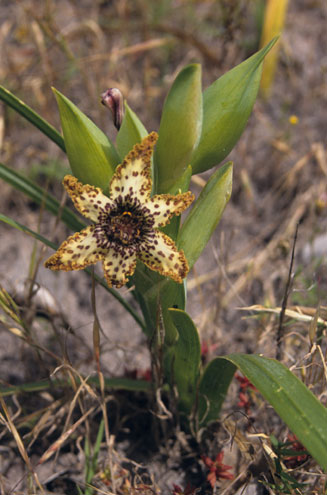 Ferraria crispa