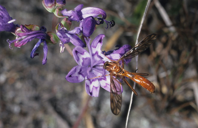 Lapeirousia corymbosa 