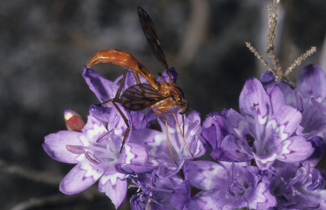Lapeirousia corymbosa 