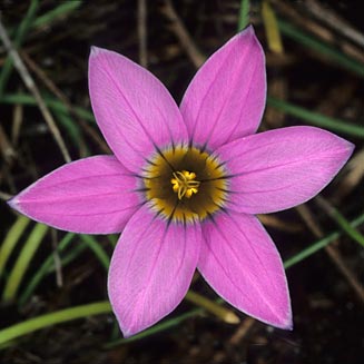 Romulea rosea