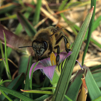 Romulea rosea