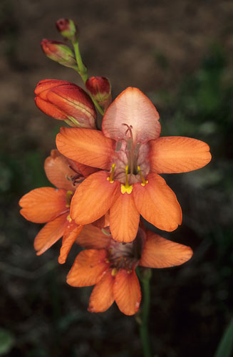 Tritonia securigera