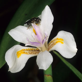 Dietes iridioides