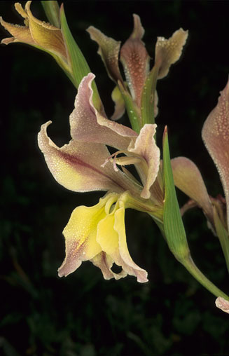 Gladiolus scullyi 