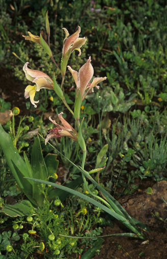 Gladiolus scullyi 