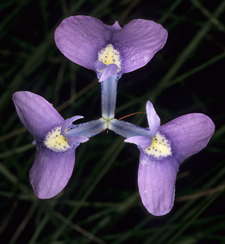 Moraea tripetala