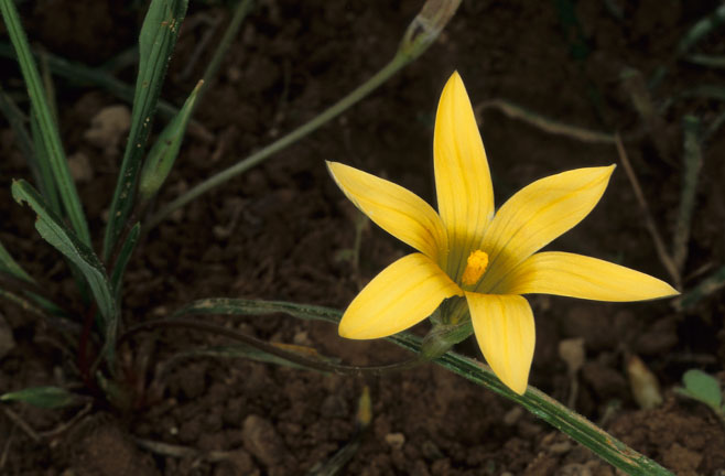Romulea hirta