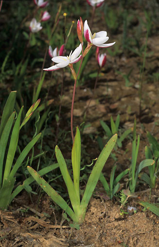 Hesperantha cucullata