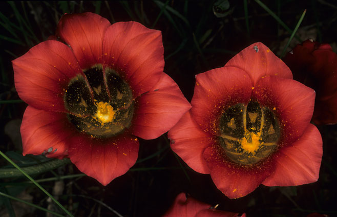 Romulea sabulosa